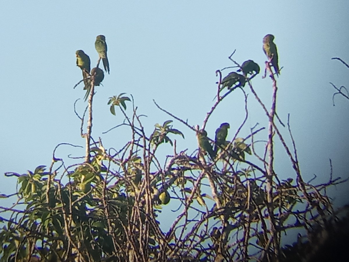 Cuban Parakeet - ML640464753