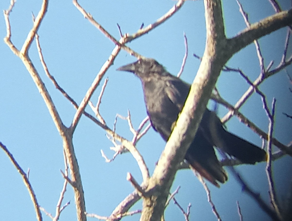 Cuban Palm-Crow - ML640464784