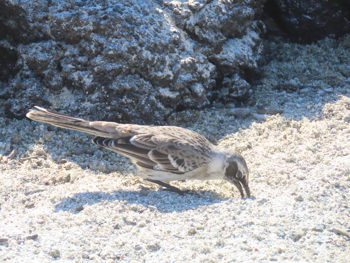 Galapagos Mockingbird - ML640464806