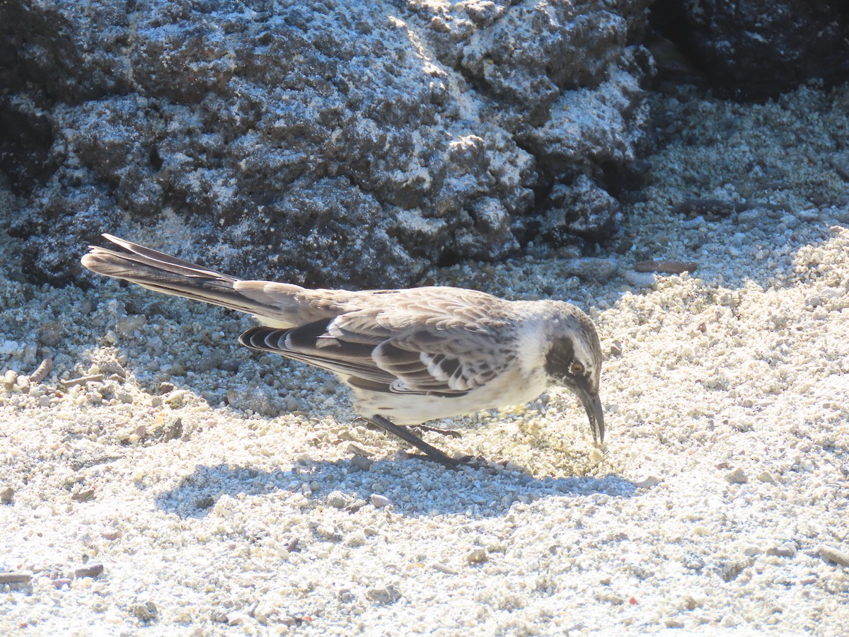 Galapagos Mockingbird - ML640464807