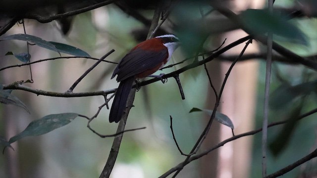 Sunda Scimitar-Babbler - ML640464834