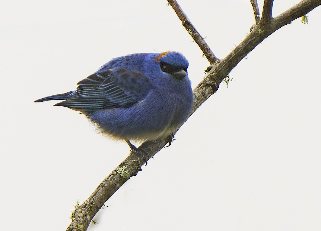 Golden-naped Tanager - ML640464837