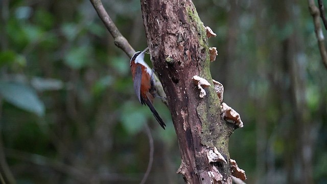 Sunda Scimitar-Babbler - ML640464848