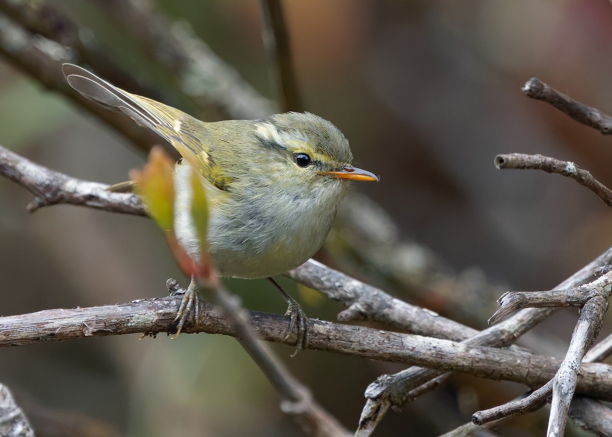 Blyth's Leaf Warbler - ML640464878