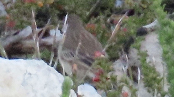 Nicholson's Pipit - ML640464904