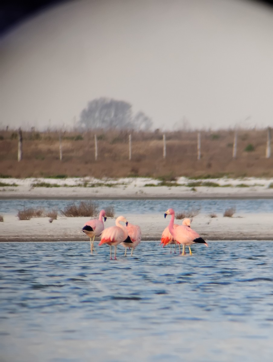 Andean Flamingo - ML640464949