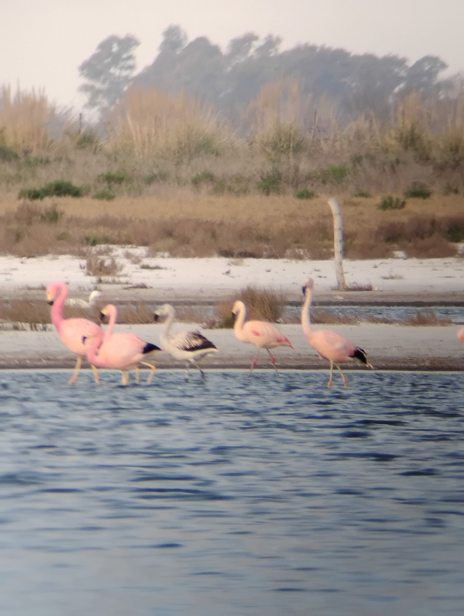 Andean Flamingo - ML640464967
