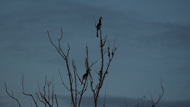 orienthornfugl - ML640465006