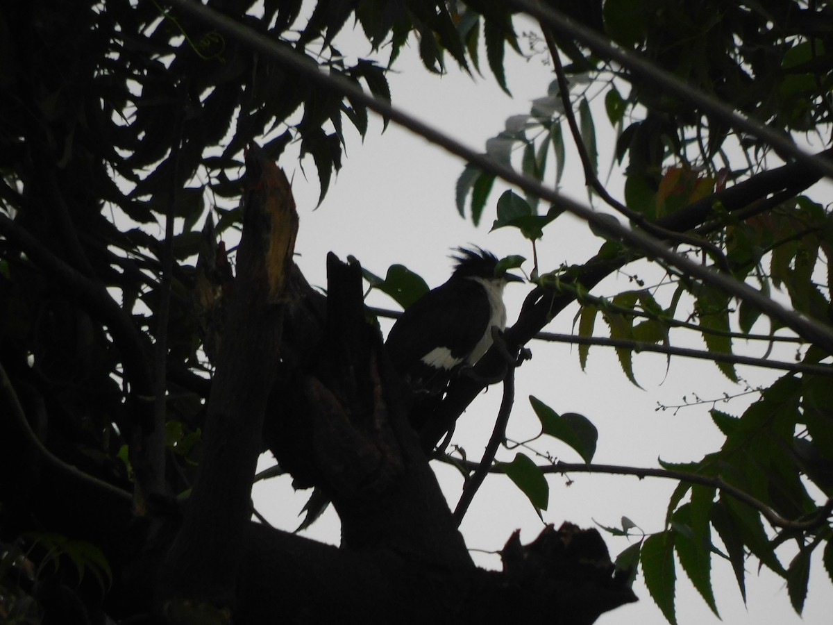 Pied Cuckoo - ML640465039