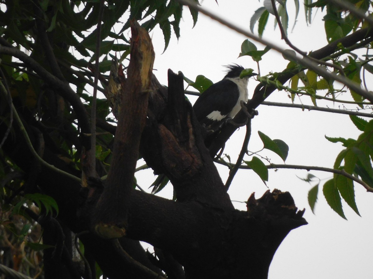 Pied Cuckoo - ML640465040