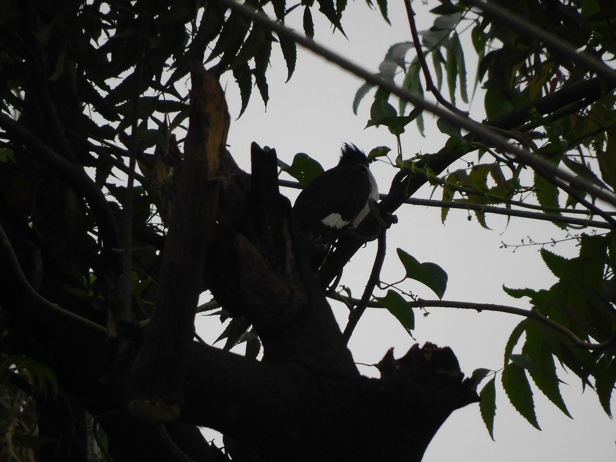 Pied Cuckoo - ML640465041