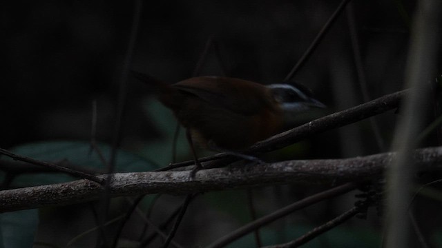 Borneo Ardıçesmeri - ML640465051