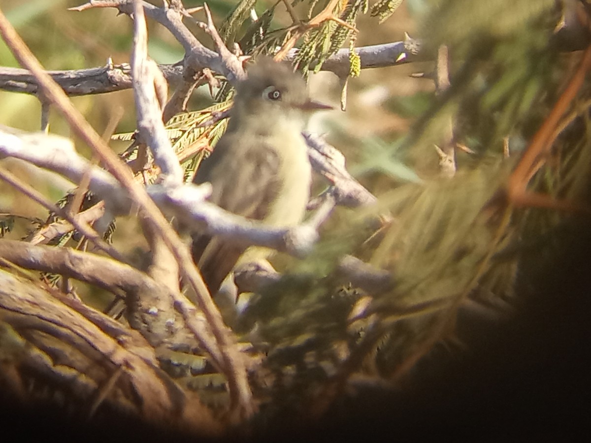 Cuban Pewee - ML640465127