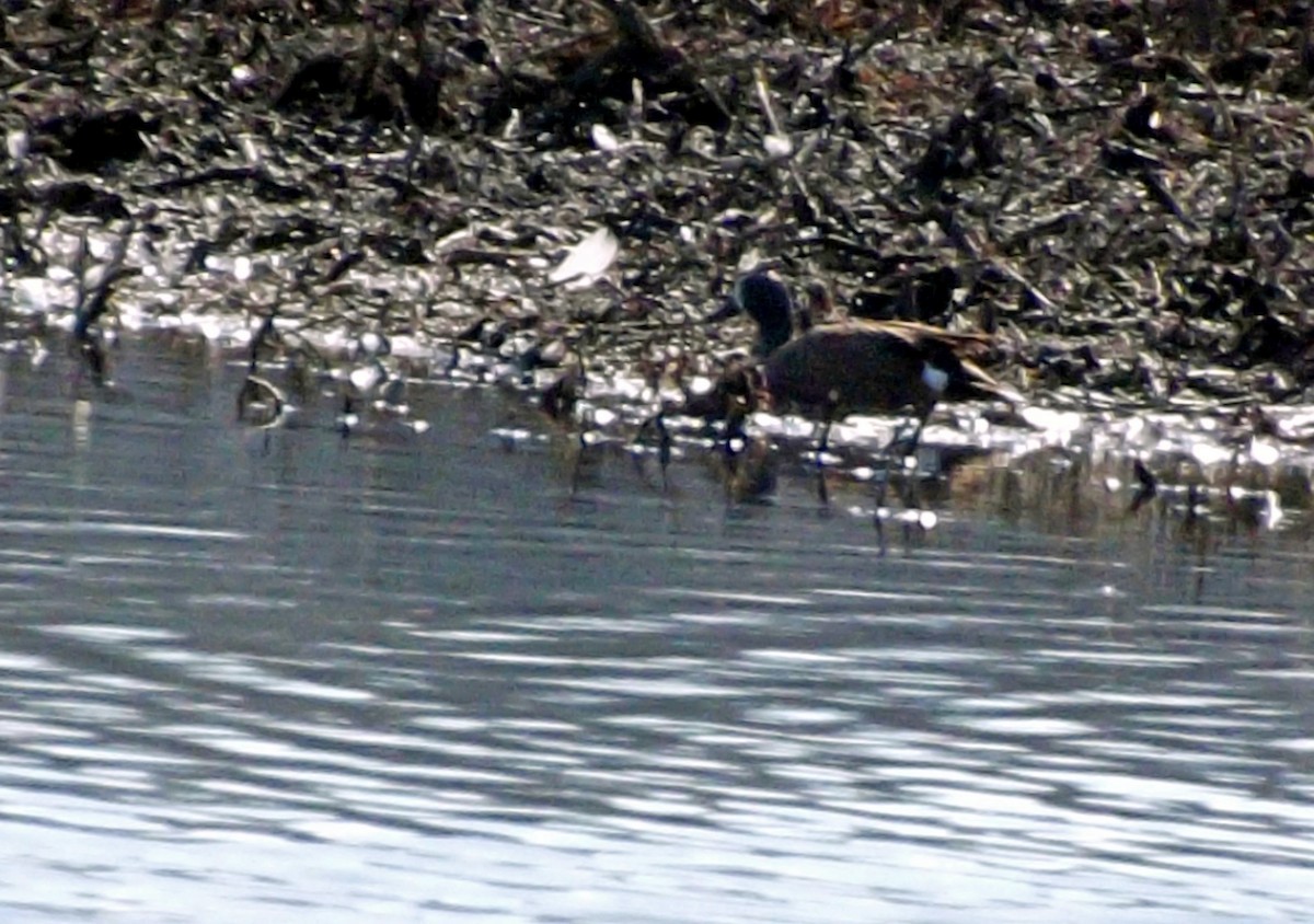Blue-winged Teal - ML640465133