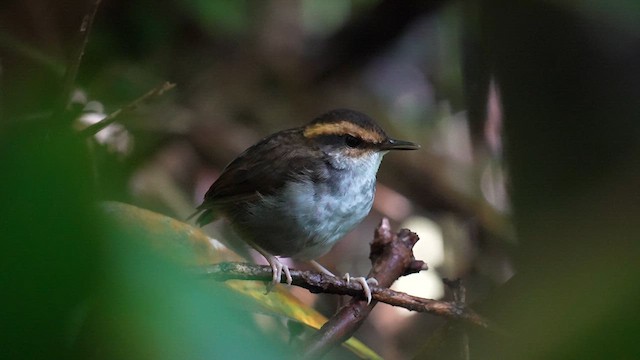 Bornean Stubtail - ML640465139