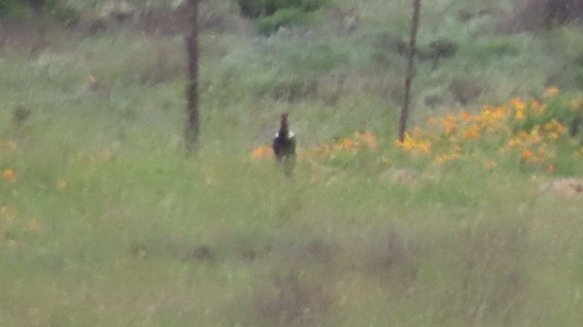 Black Bustard - ML640465143