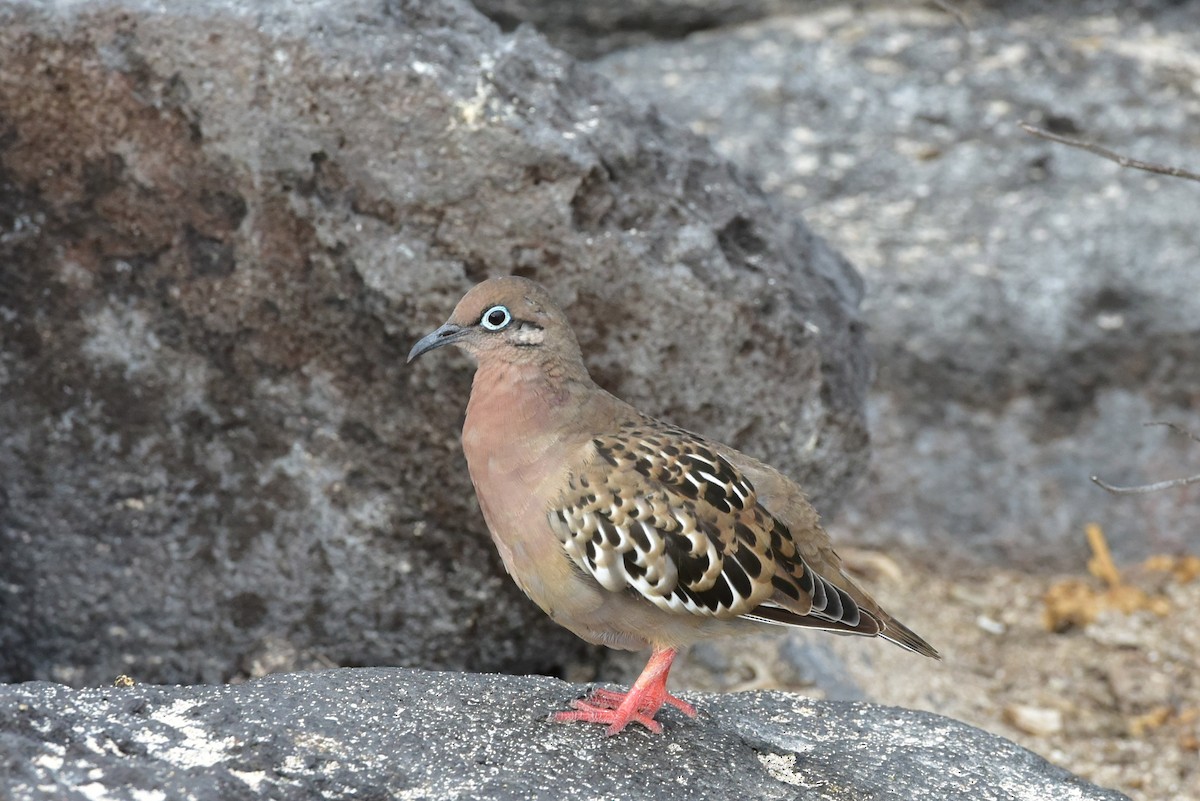 Galapagos Dove - ML640465144