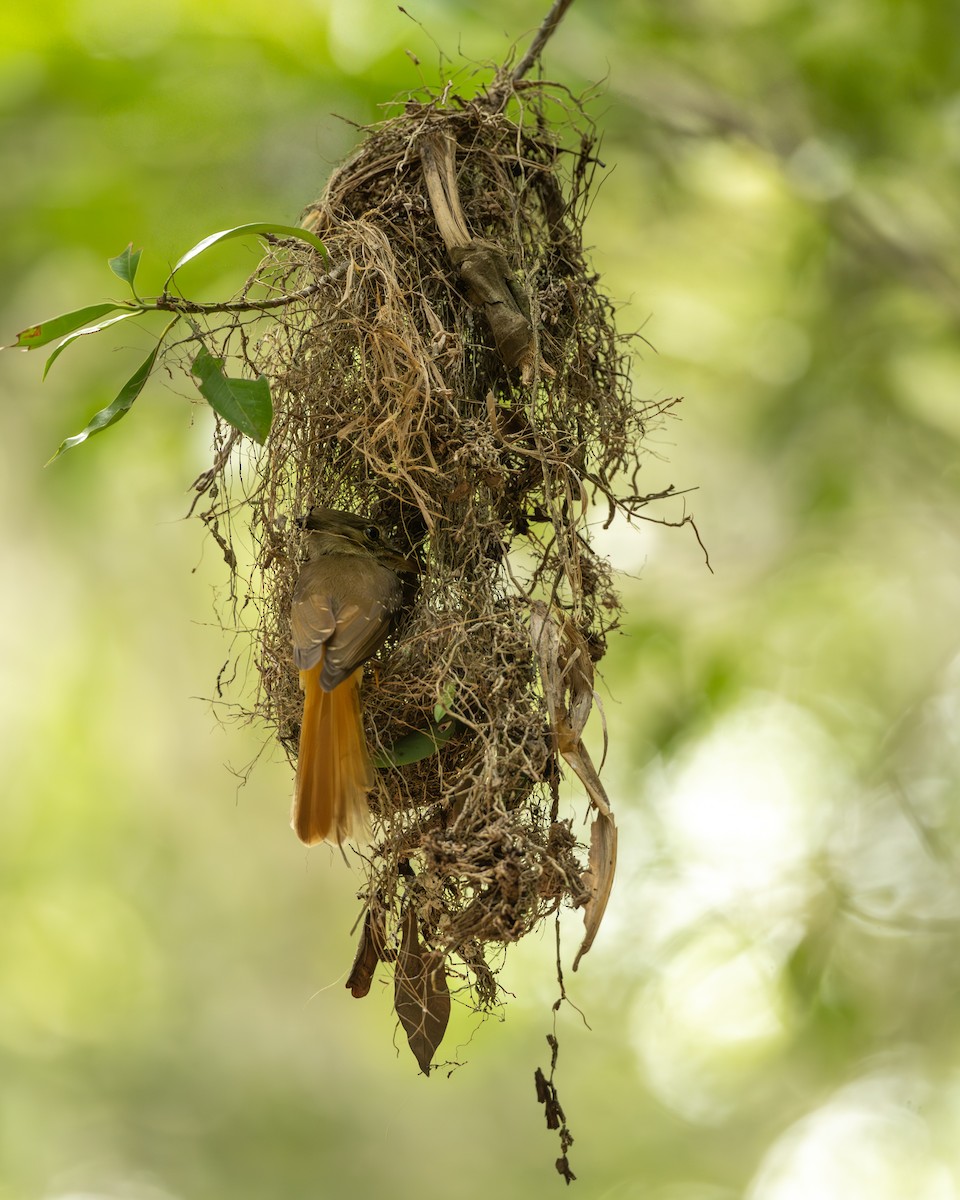 Tropical Royal Flycatcher (Northern) - ML640465221