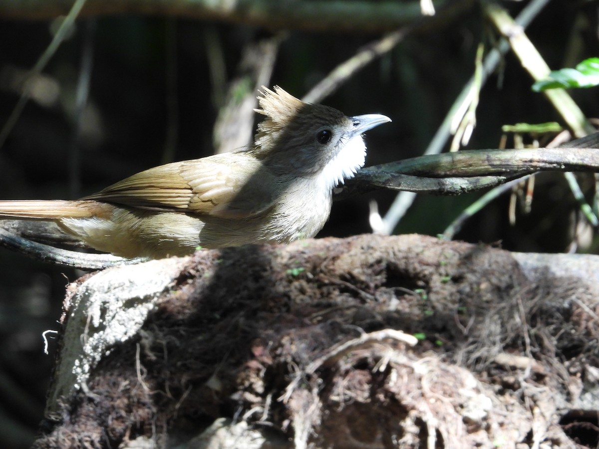 Ochraceous Bulbul - ML640465277