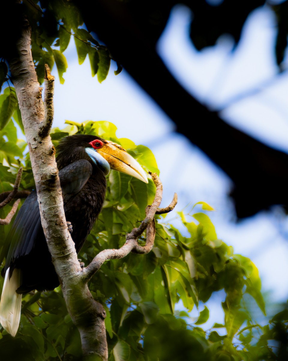 Wreathed Hornbill - ML640465350