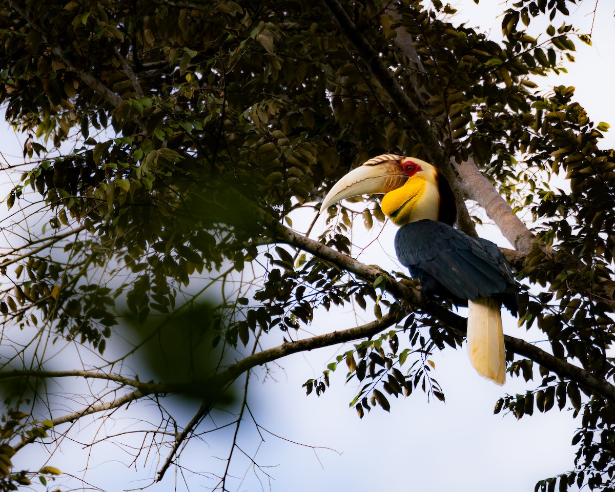 Wreathed Hornbill - ML640465351