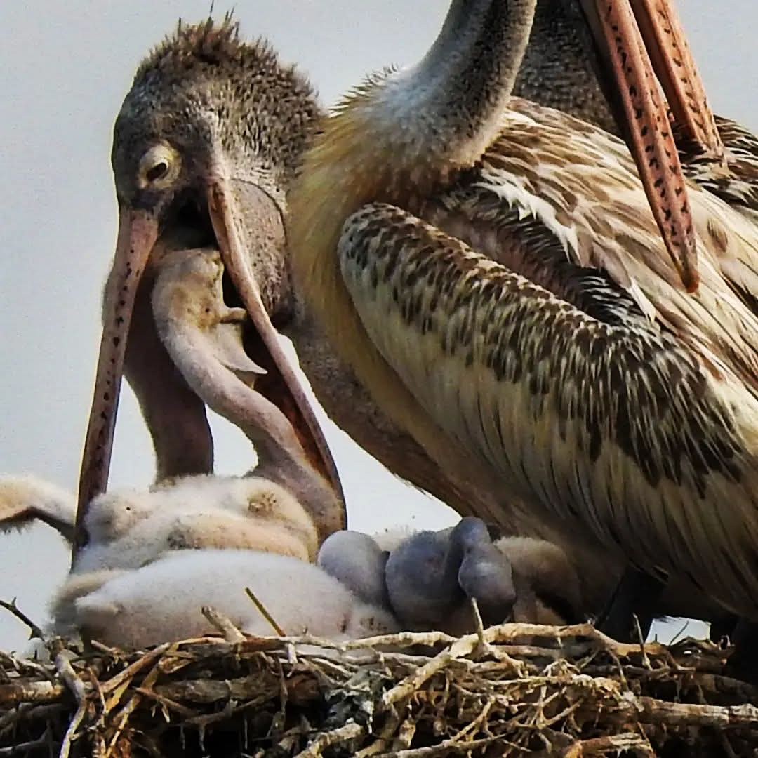 Spot-billed Pelican - ML640465377