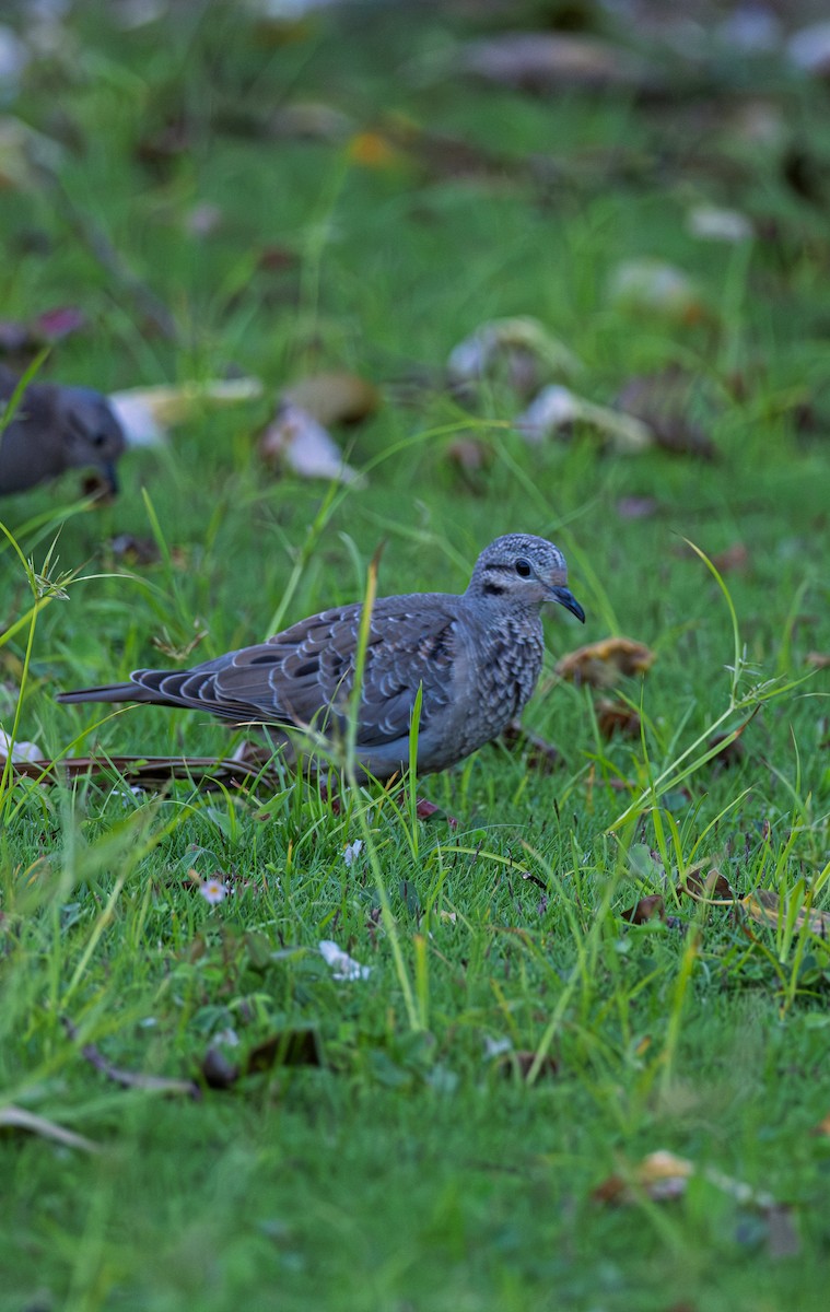 Common Ground Dove - ML640465411
