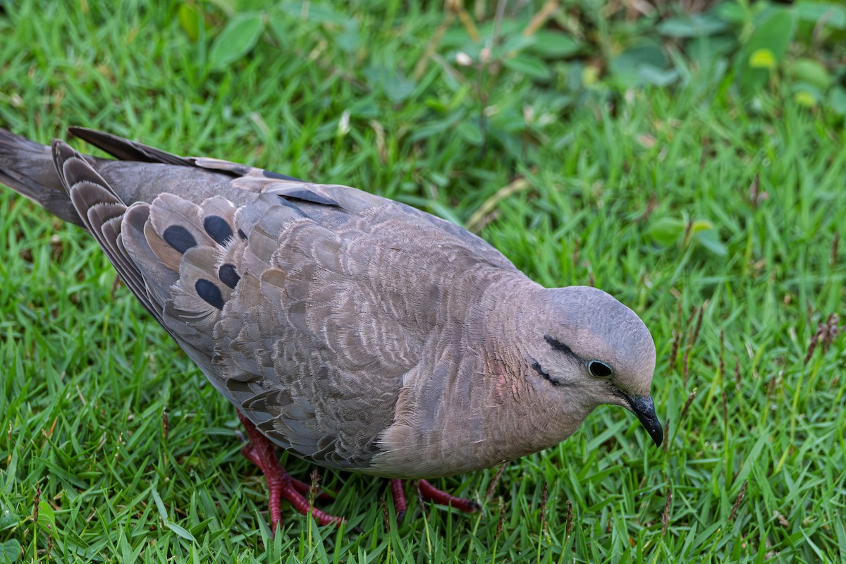 Eared Dove - ML640465418