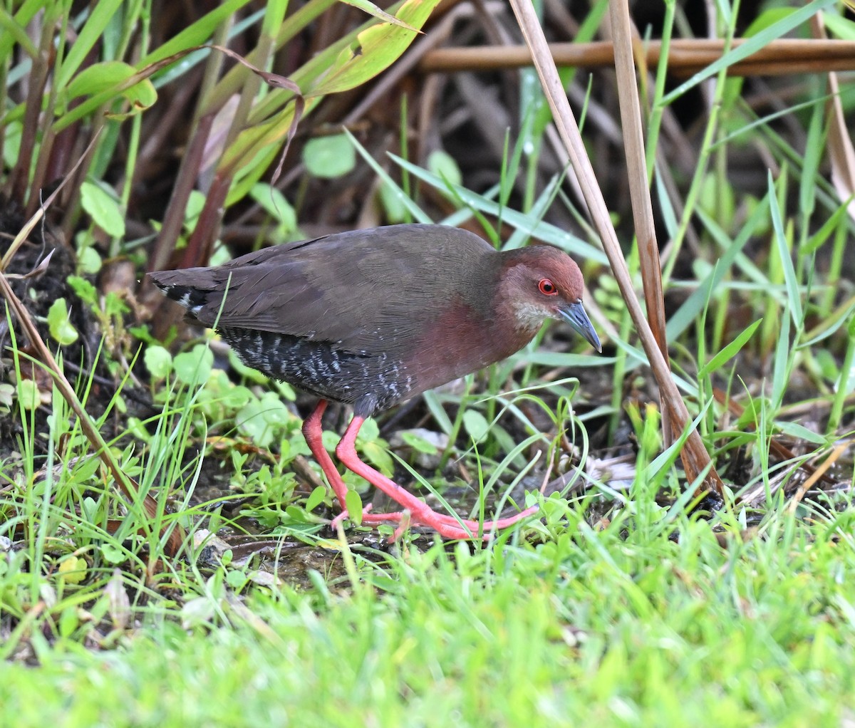 Ruddy-breasted Crake - ML640465480