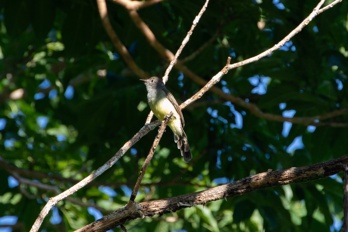 Panama Flycatcher - ML640465483