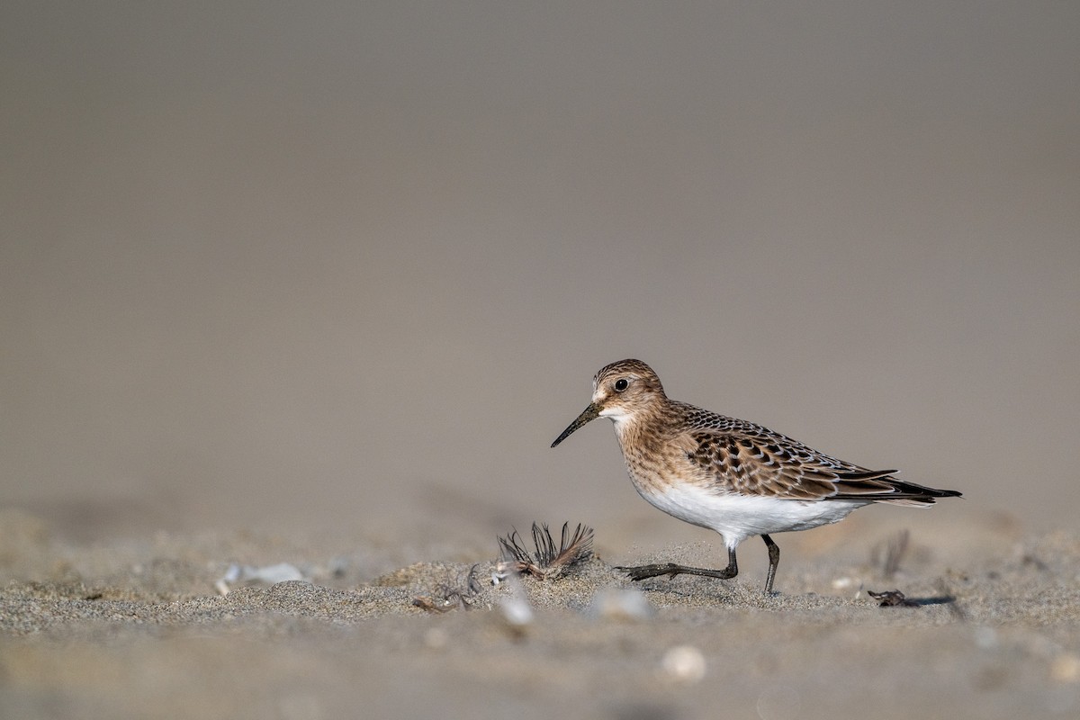 Baird's Sandpiper - ML640465495