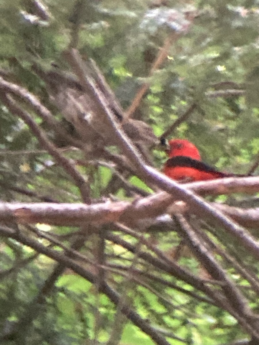 Scarlet Tanager - ML640465531