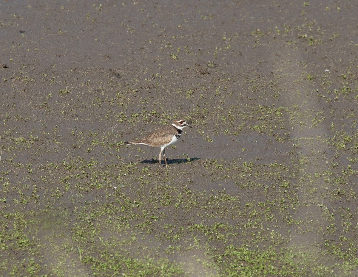Killdeer - ML640465545