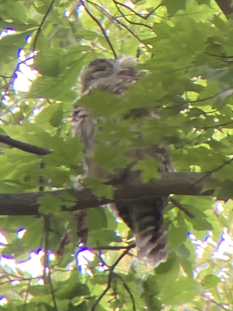 Barred Owl - ML640465555