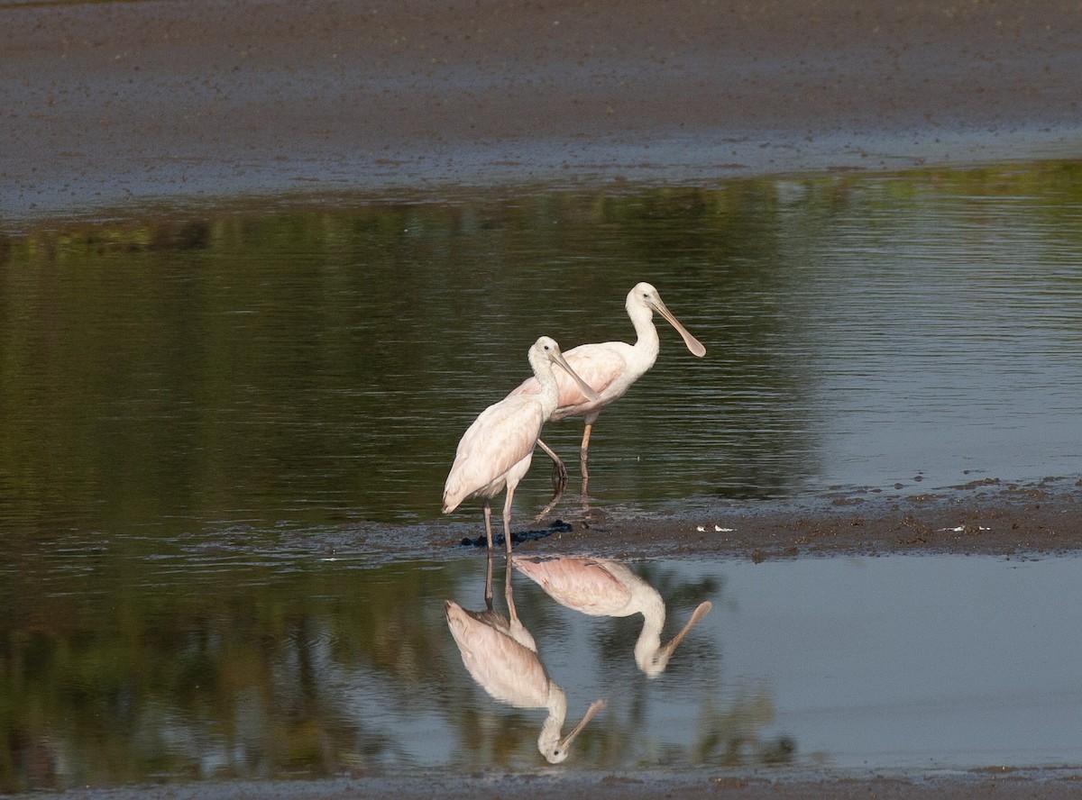 Roseate Spoonbill - ML640465556