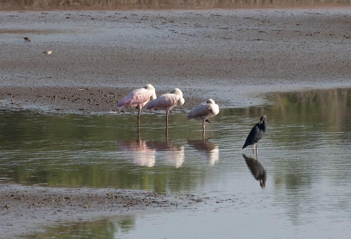 Roseate Spoonbill - ML640465557