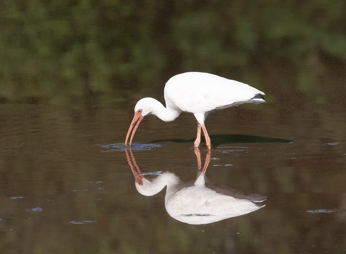 White Ibis - ML640465565
