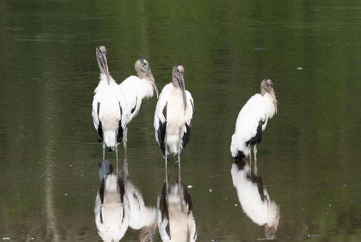 Wood Stork - ML640465573