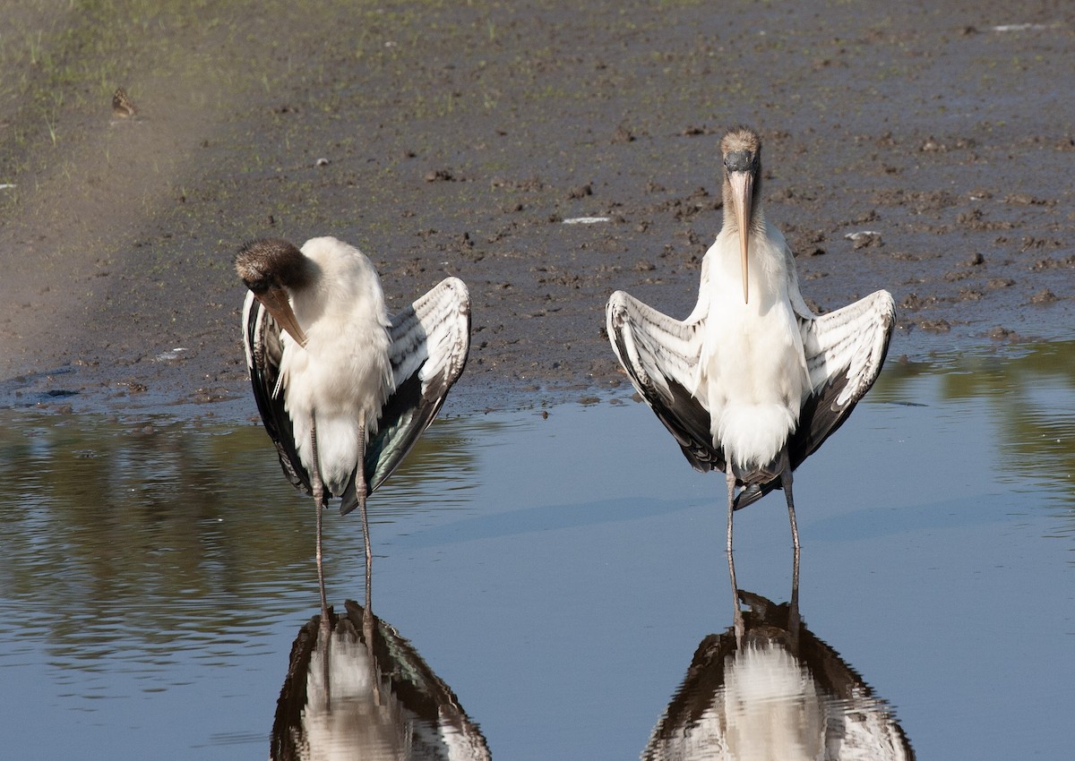 Wood Stork - ML640465574