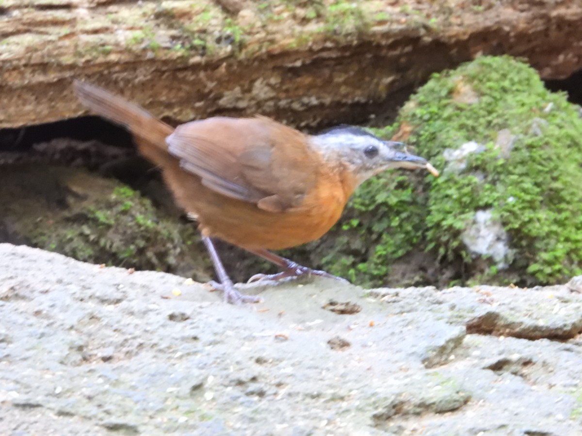 Malayan Black-capped Babbler - ML640465580