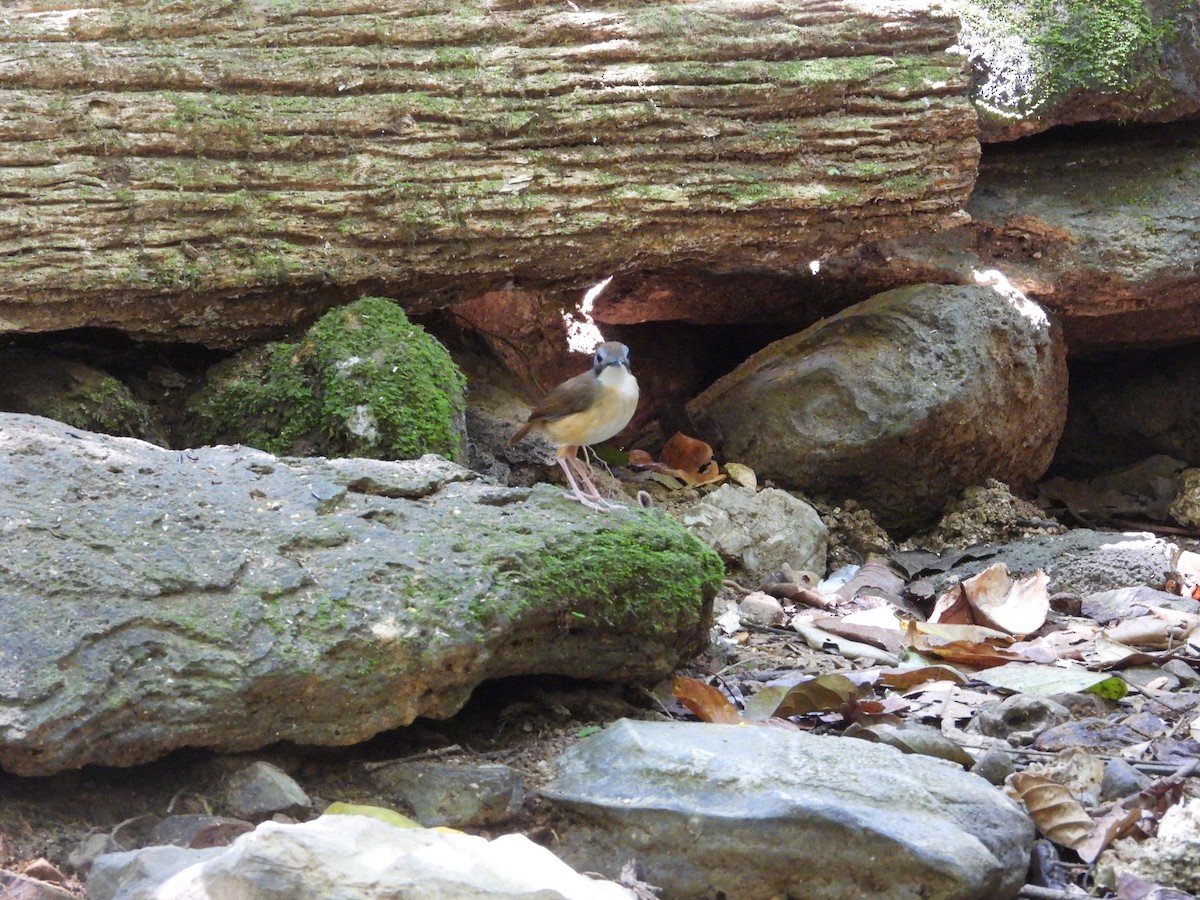 Short-tailed Babbler - ML640465592
