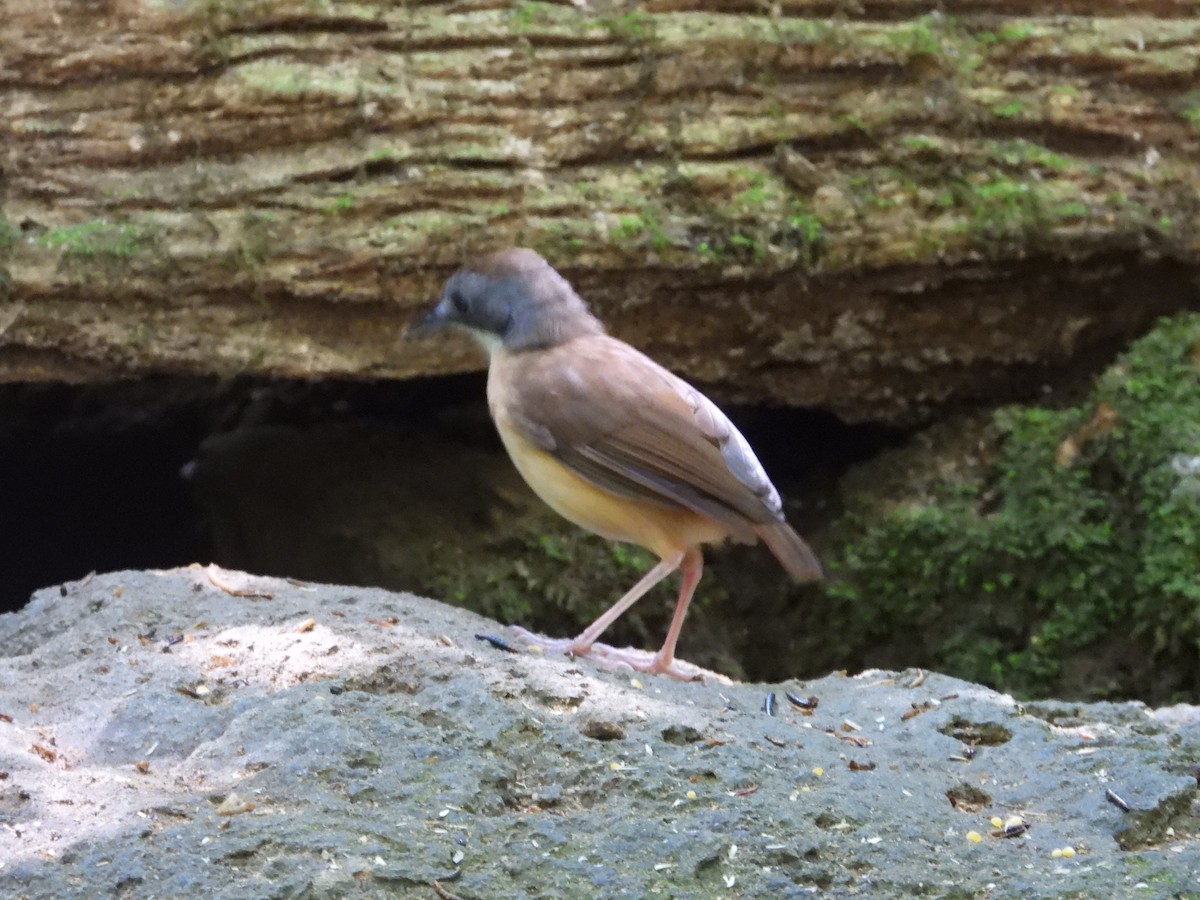Short-tailed Babbler - ML640465593