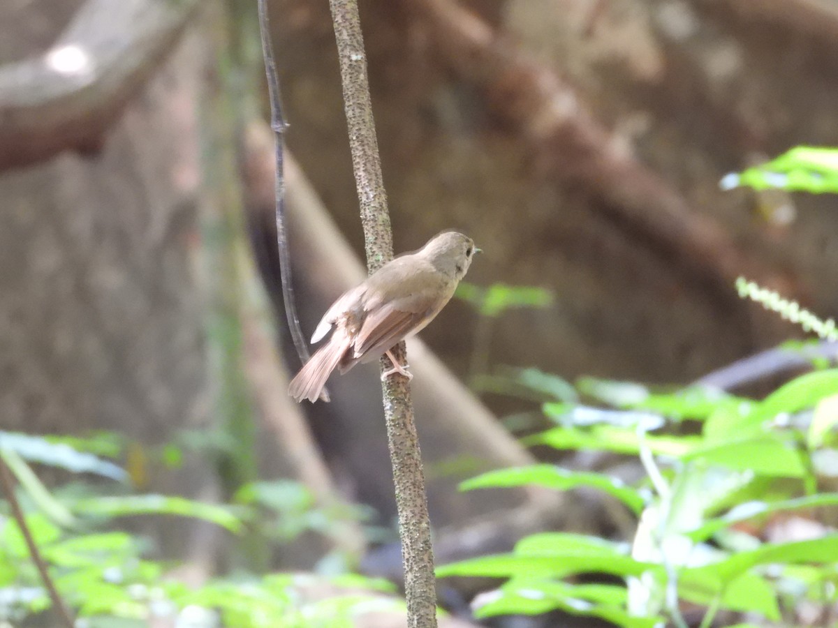 Fulvous-chested Jungle Flycatcher - ML640465628