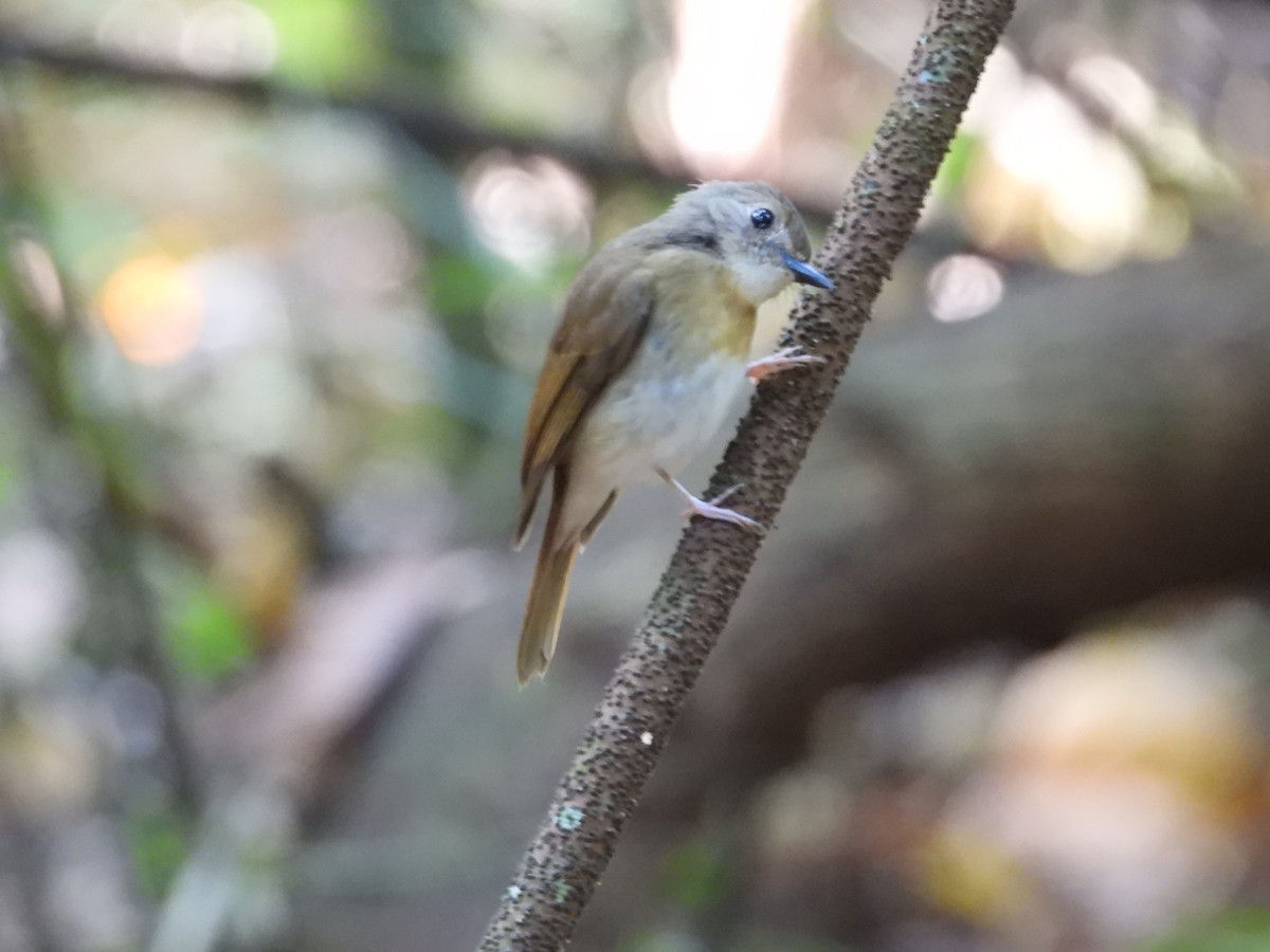 Fulvous-chested Jungle Flycatcher - ML640465629