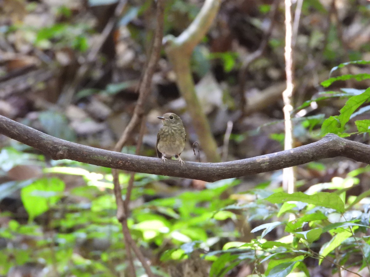 Fulvous-chested Jungle Flycatcher - ML640465630