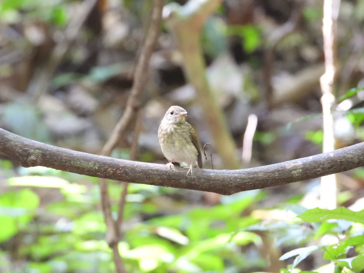 Fulvous-chested Jungle Flycatcher - ML640465631