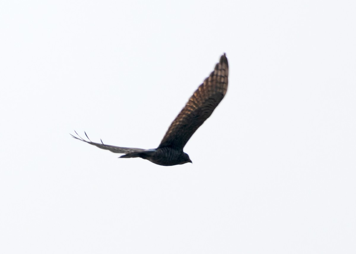 Amurbussard - ML640465634