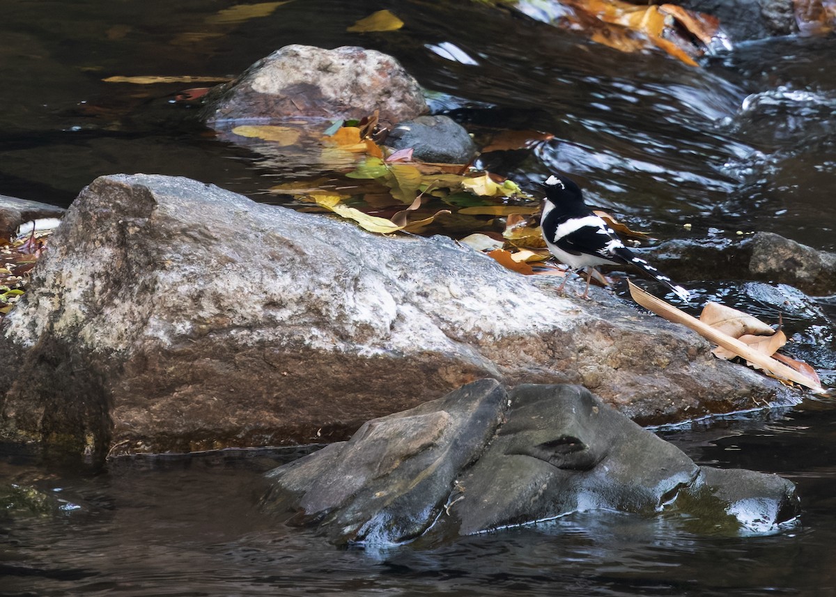 Black-backed Forktail - ML640465637