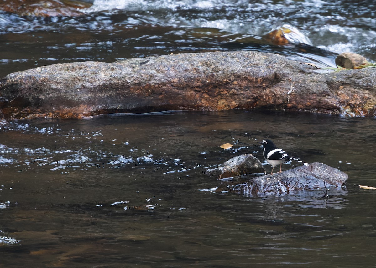 Black-backed Forktail - ML640465638