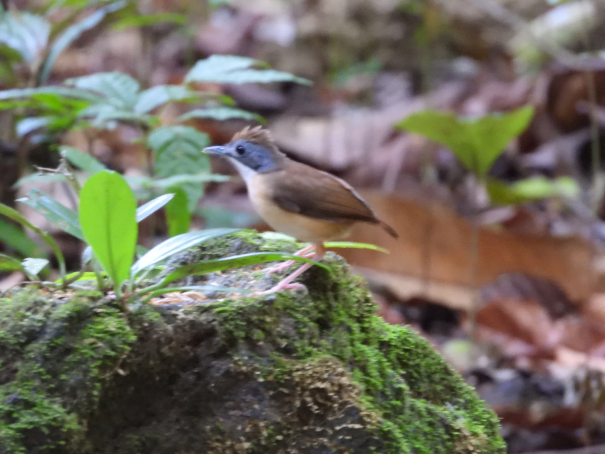 Short-tailed Babbler - ML640465639